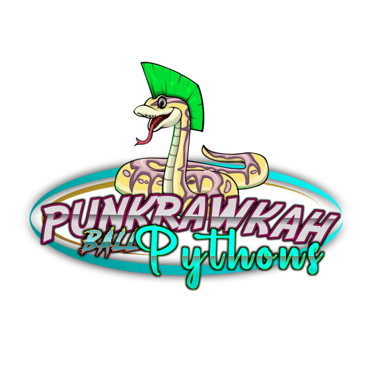 Vendor Spotlight: Punkrawkah Ball Pythons