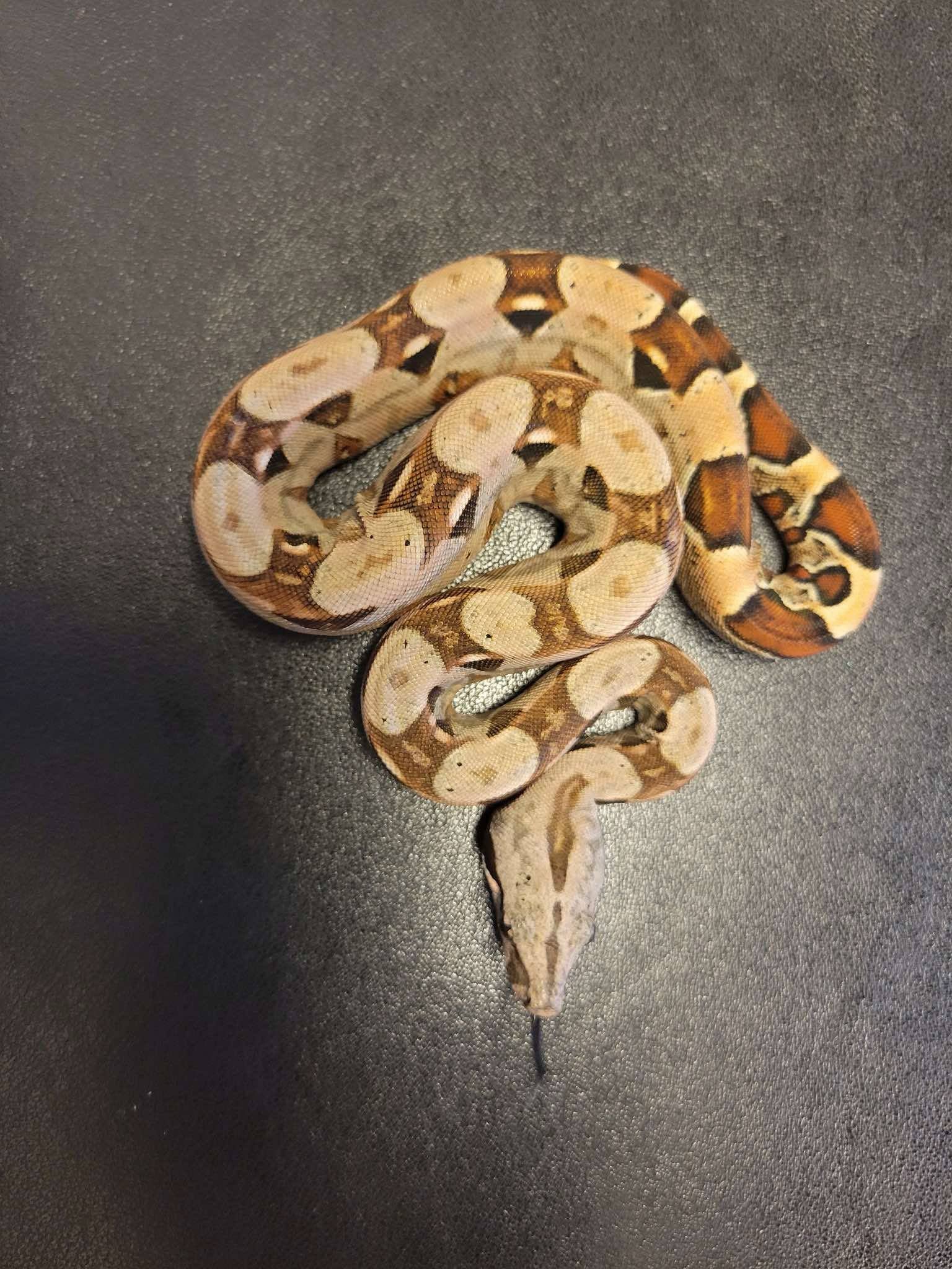 Vendor Spotlight: Tree of Life Reptiles