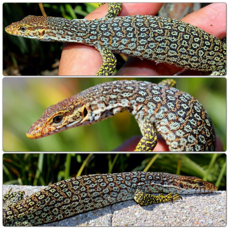 Peacock Monitor (Varanus auffenbergi)