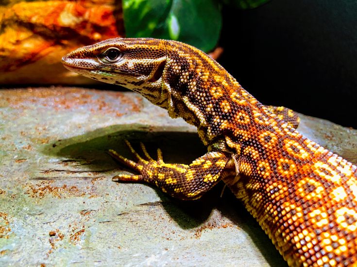 Red Ackie Monitor (Varanus acanthurus)