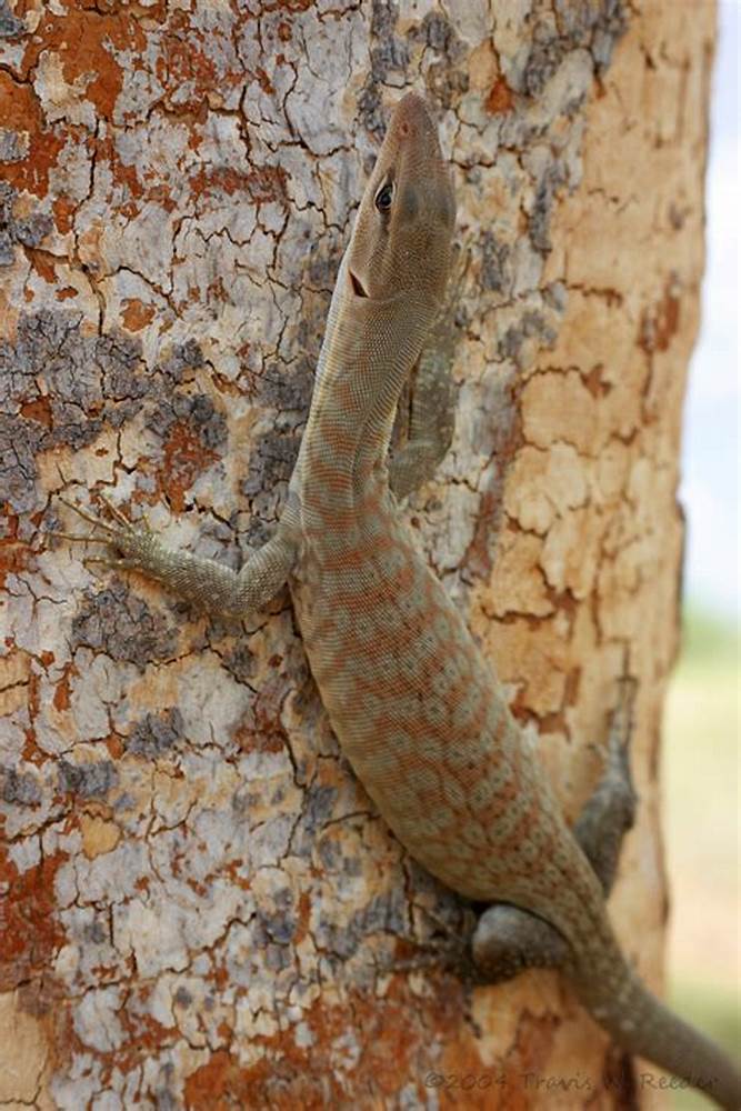 Freckled Monitor (Varanus tristis orientalis)