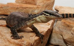 Kimberley Rock Monitor (Varanus glauerti)