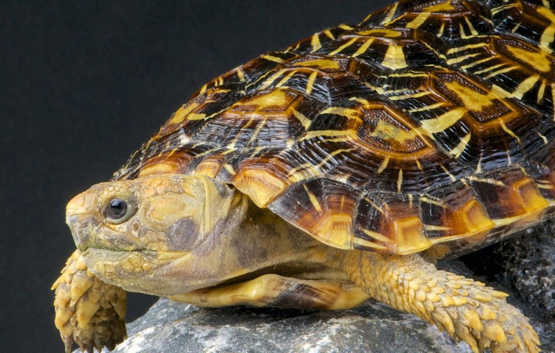 African Pancake Tortoise (Malacochersus tornieri)