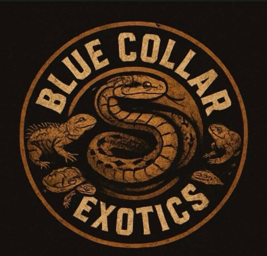 Vendor Spotlight: Blue Collar Exotics