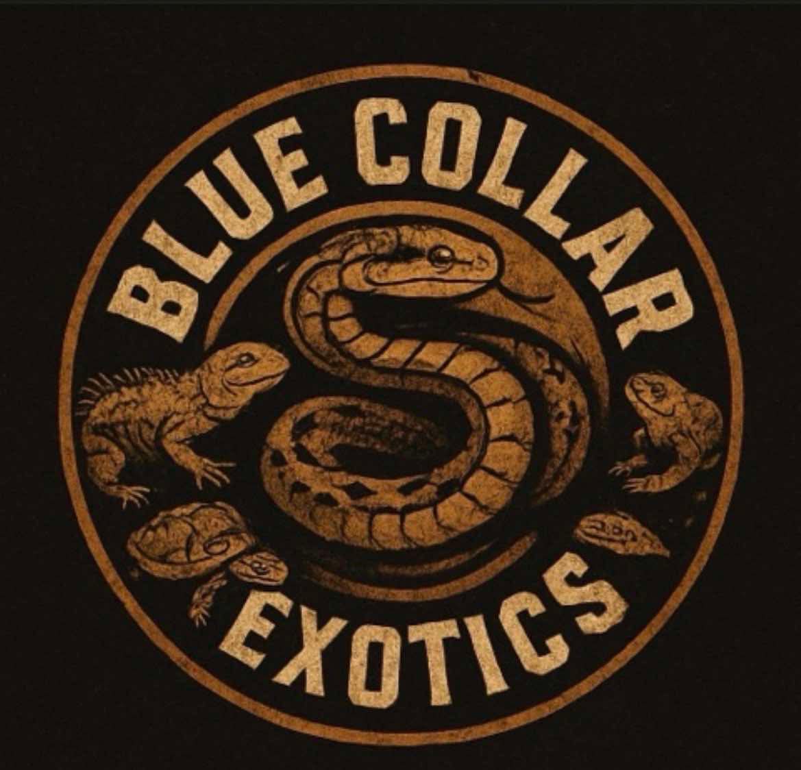Vendor Spotlight: Blue Collar Exotics