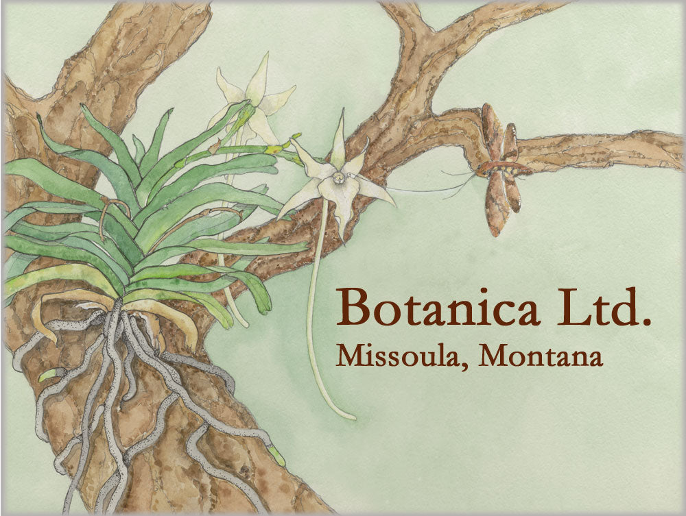 Vendor Spotlight: Botanica Ltd.