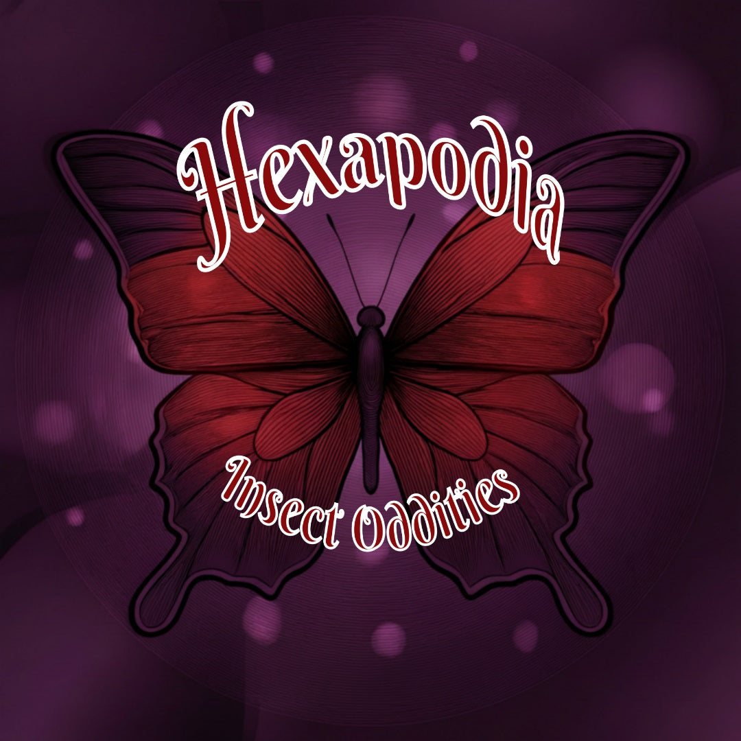VENDOR SPOTLIGHT: Hexapodia Insect Oddities