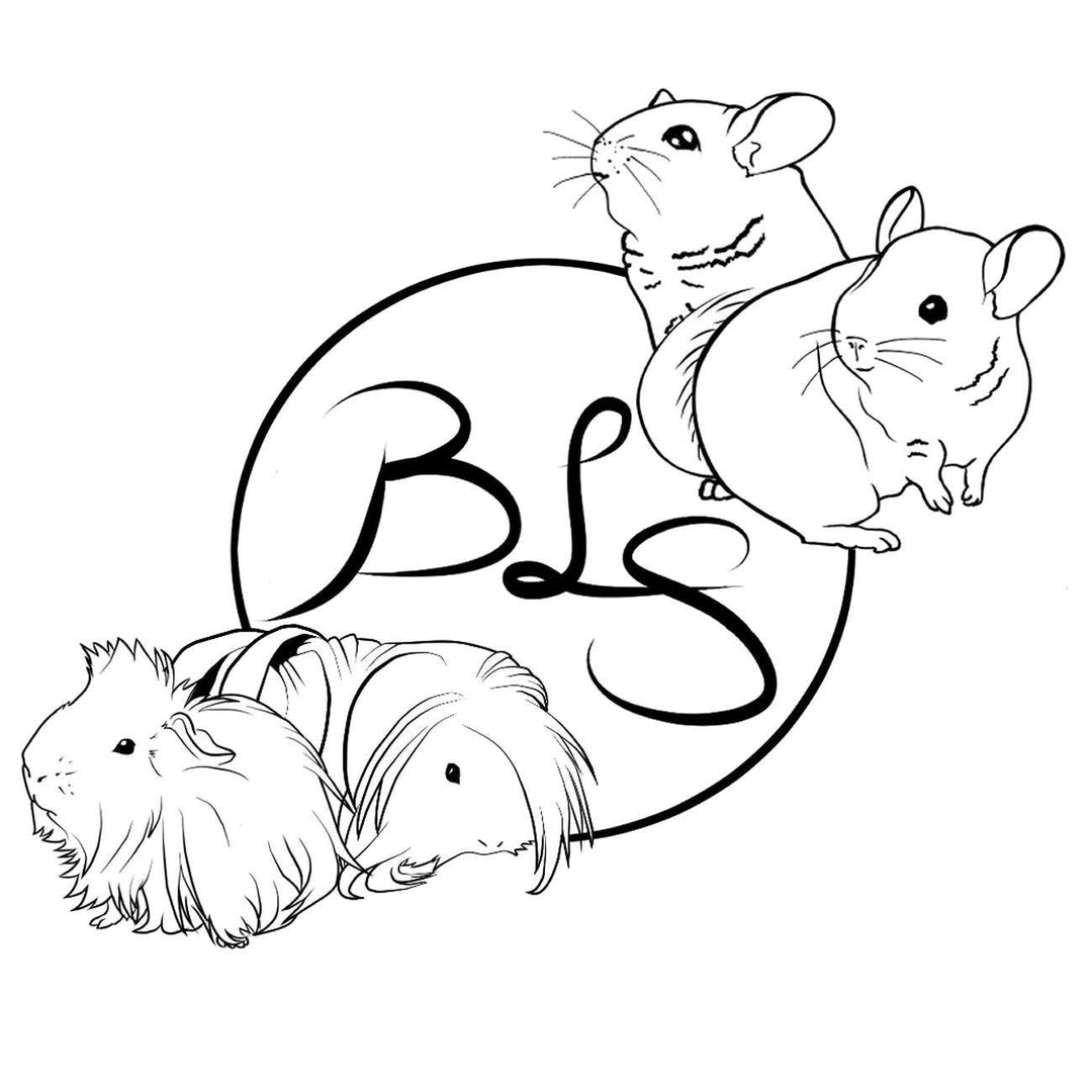 VENDOR SPOTLIGHT: BLS Chins and Guinea Pigs