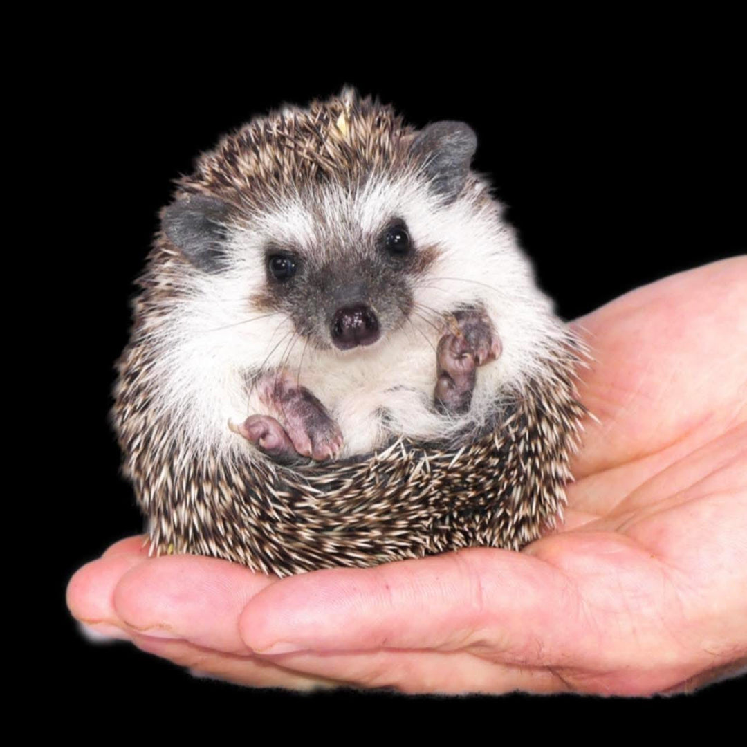 Vendor Spotlight: Zootown Hedgehogs