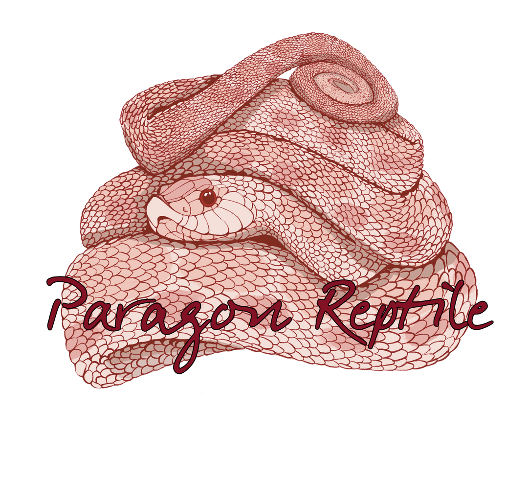 VENDOR SPOTLIGHT: Paragon Reptile