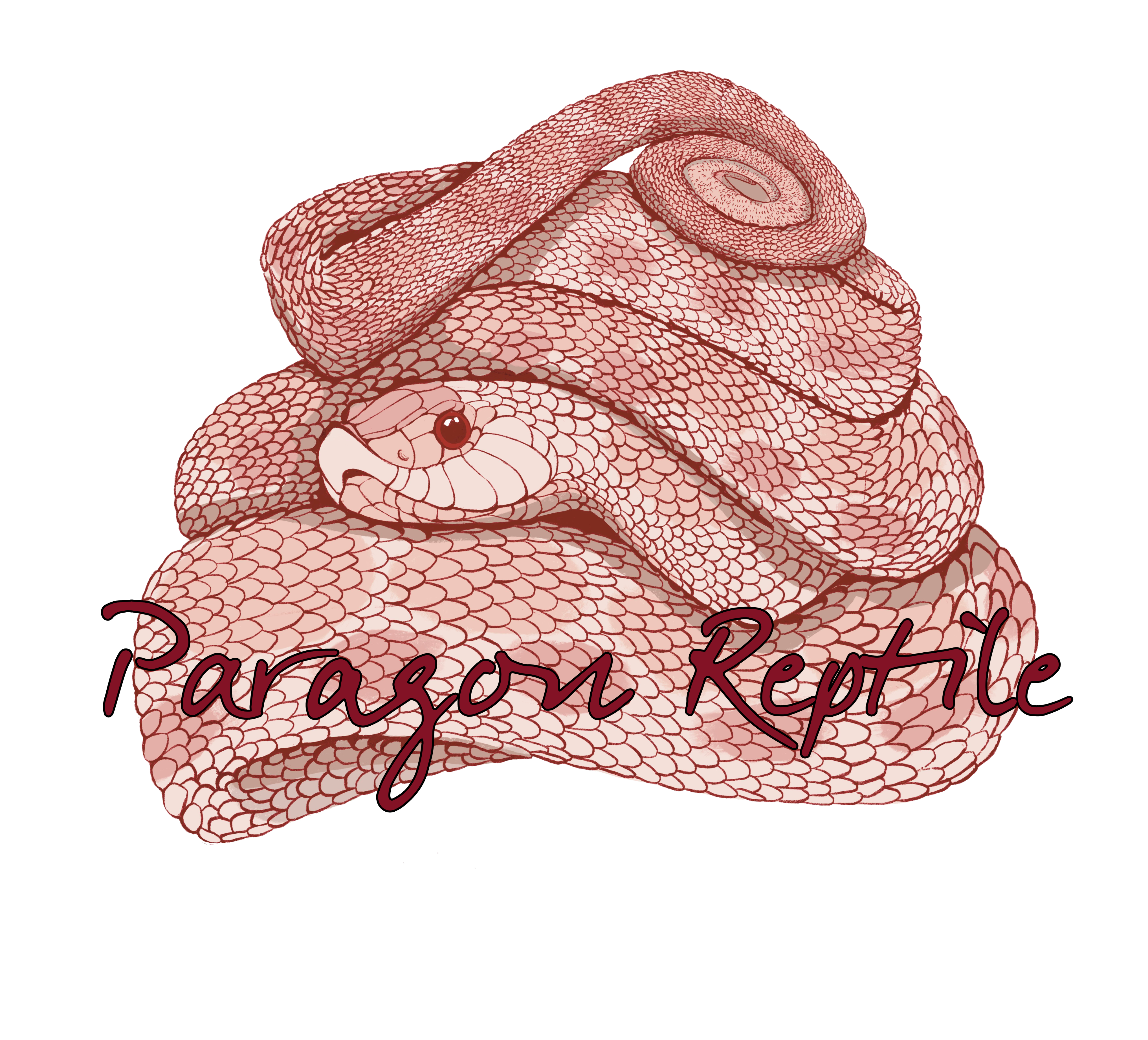 VENDOR SPOTLIGHT: Paragon Reptile