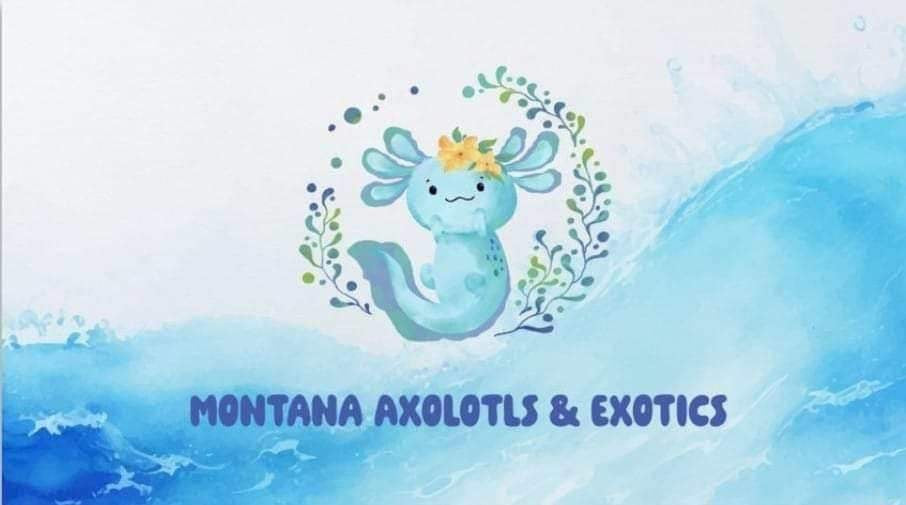 VENDOR SPOTLIGHT: Montana Axolotls and Exotics