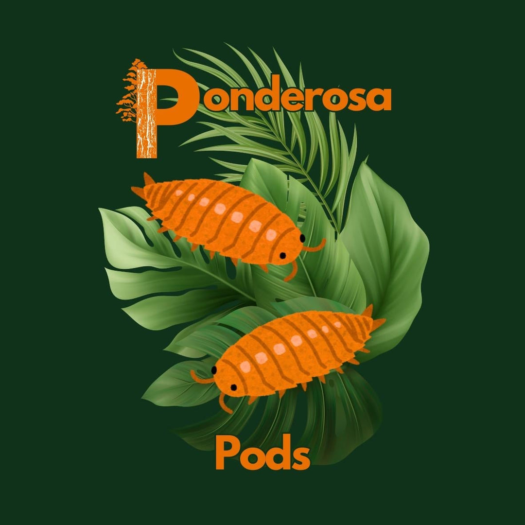 Vendor Spotlight: Ponderosa Pods
