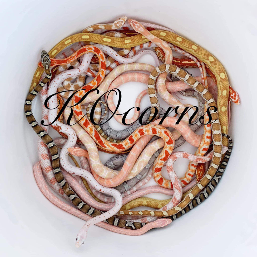 Vendor Spotlight: KOcorns