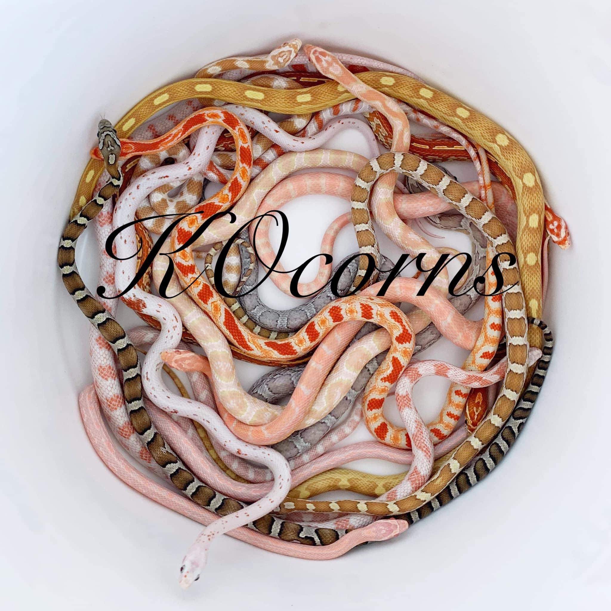 Vendor Spotlight: KOcorns