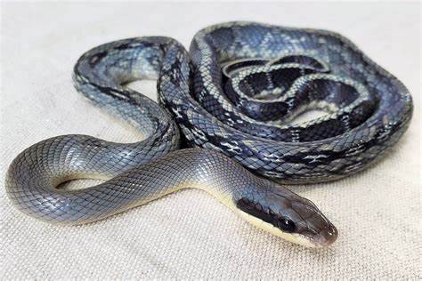 Colubrid Snakes