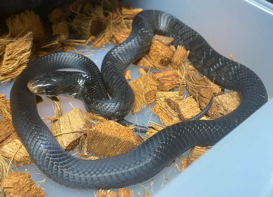 Texas Indigo Snakes (Drymarchon melanurus erebennus)