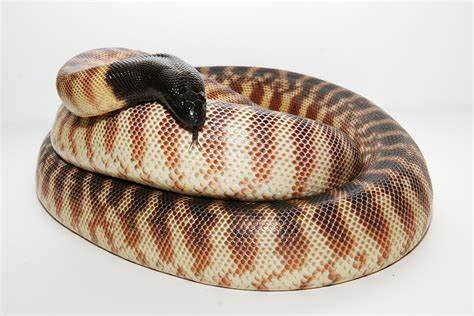 Black-Headed Python (Aspidites melanocephalus)