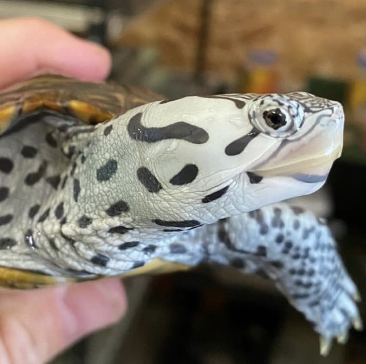 Diamondback Terrapin (Malaclemys terrapin) – Big Sky Reptile Expo 406