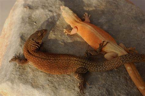 King's Rock Monitor (Varanus kingorum)