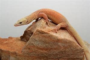 King's Rock Monitor (Varanus kingorum)